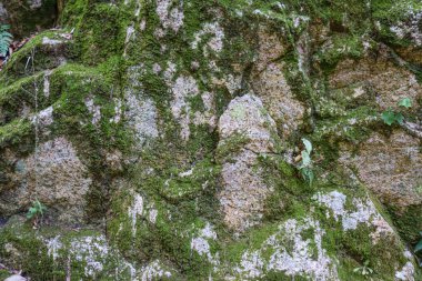 Kaya dokusu yeşil yosun ve kökler ile kapanır. Yüksek kalite çatlamış kaya, kırılmış..