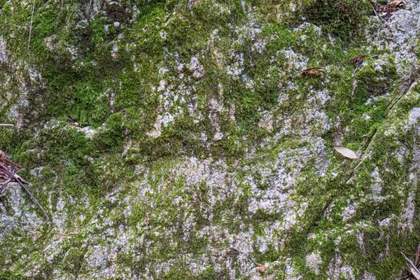 Kaya dokusu yeşil yosun ve kökler ile kapanır. Yüksek kalite çatlamış kaya, kırılmış..