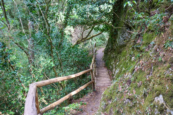 歩道のある木々や川に囲まれた森の中の木製の橋 — ストック写真