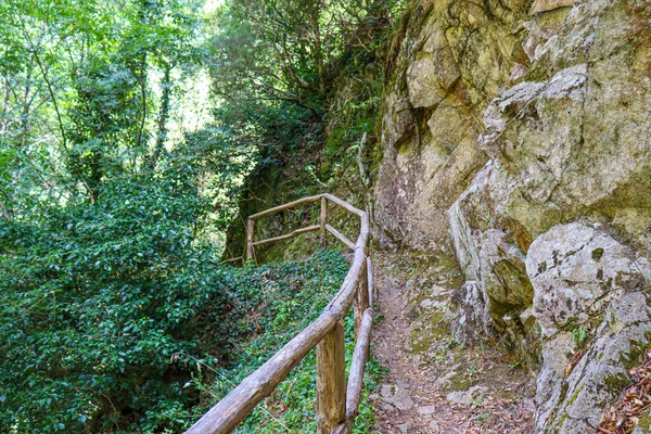 Ponte Madeira Floresta Cheia Árvores Rio Com Caminho — Fotografia de Stock