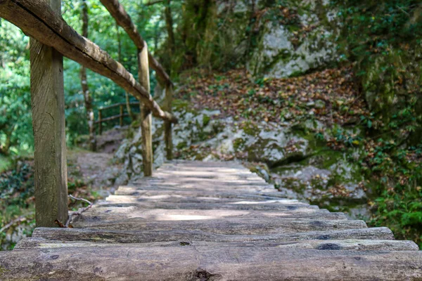 歩道のある木々や川に囲まれた森の中の木製の橋 — ストック写真