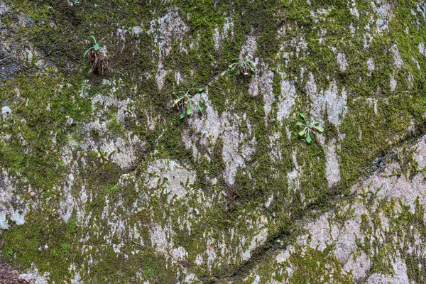 Texture Rocheuse Proche Avec Mousse Verte Racines Rocher Fissuré Haute — Photo