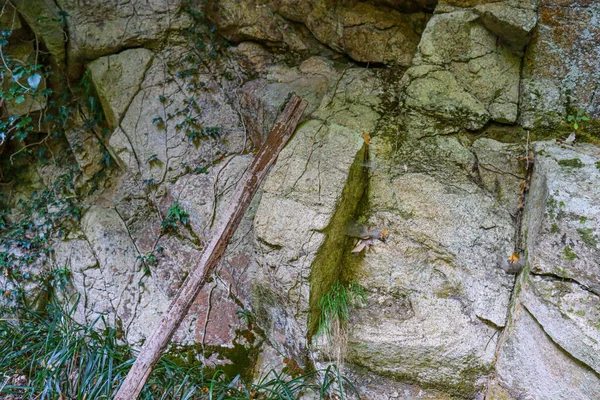 Textura Rocha Fechar Com Musgo Verde Raízes Pedra Rachada Alta — Fotografia de Stock