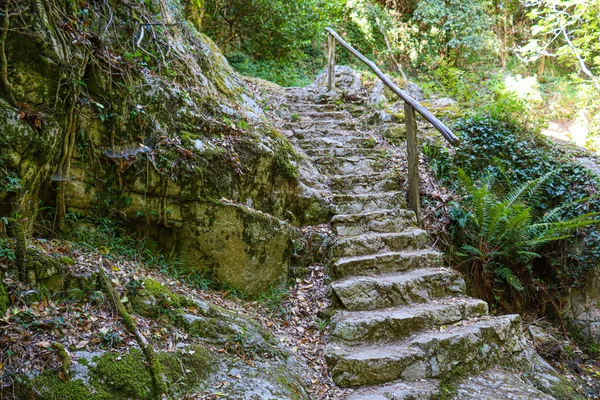 Escalera Piedra Bosque Verde —  Fotos de Stock
