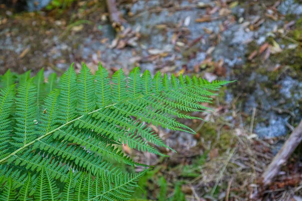 Helecho Verde Las Montañas Con Fondo Borroso —  Fotos de Stock