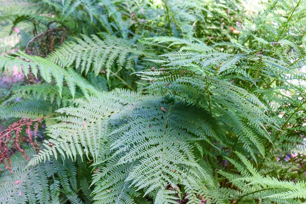 Felce Verde Montagna Con Sfondo Sfocato — Foto Stock