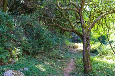 Dağlarda, yeşil ağaçların arasında..