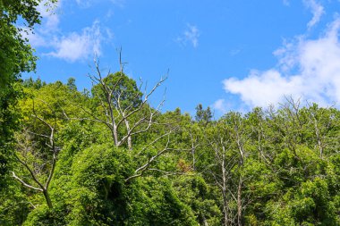Gökyüzü yukarıdan görünen yeşil ağaçların manzarası.