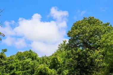 Gökyüzü yukarıdan görünen yeşil ağaçların manzarası.