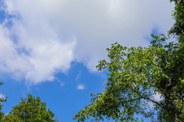 Gökyüzü yukarıdan görünen yeşil ağaçların manzarası.