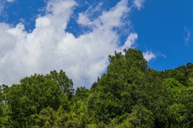 Gökyüzü yukarıdan görünen yeşil ağaçların manzarası.
