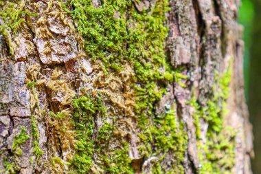 Ağaç kabuğu dokusu yosunlarla kaplıdır..