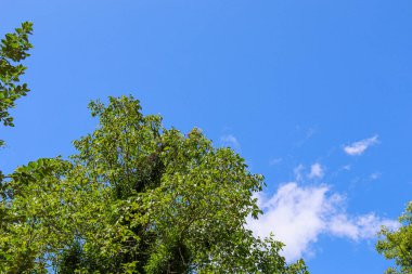 Gökyüzü yukarıdan görünen yeşil ağaçların manzarası.