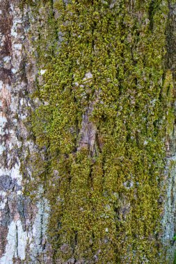 Ağaç kabuğu dokusu yosunlarla kaplıdır..