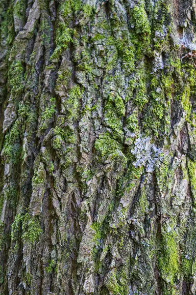 Textura Casca Árvore Com Musgo Perto — Fotografia de Stock