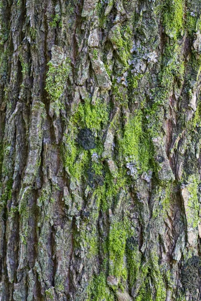 Tree Bark Texture Moss Close — Stock Photo, Image