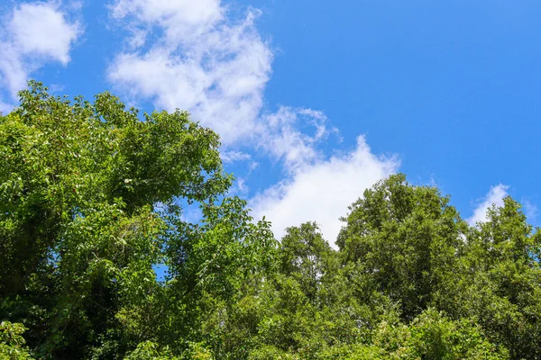 Точка Зрения Зеленые Деревья Небом Позади Вверх — стоковое фото