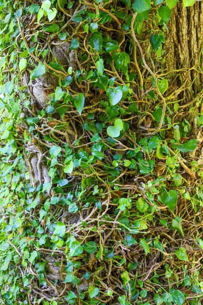 Struttura Della Corteccia Dell Albero Con Muschio Vicino — Foto Stock