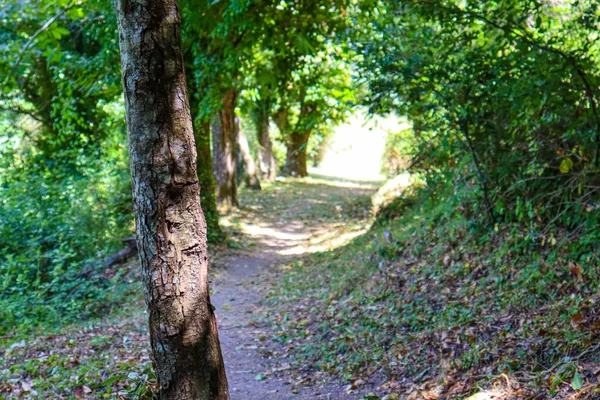 Trilha Nas Montanhas Entre Árvores Verdes — Fotografia de Stock