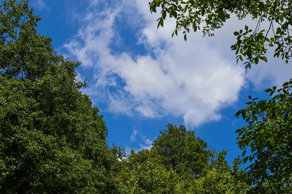 Point of view of green trees with the sky behind upwards.