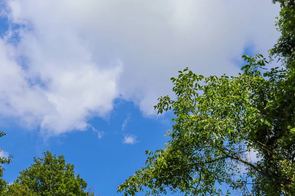 Ponto Vista Árvores Verdes Com Céu Para Cima — Fotografia de Stock