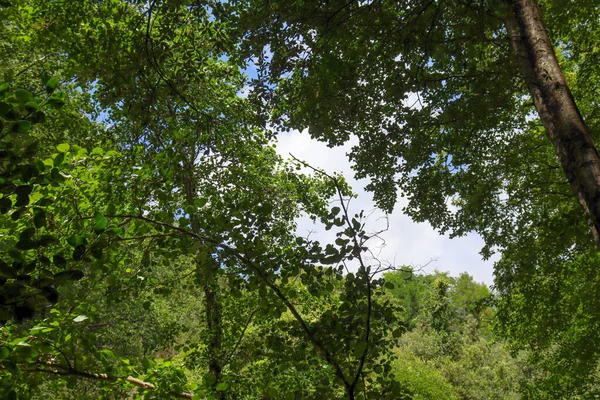 上方に空の後ろに緑の木の視点 — ストック写真