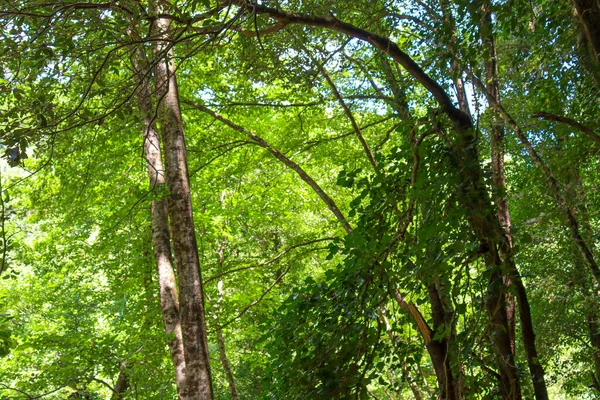 Alta Floresta Faia Europeia Verde Com Céu Atrás — Fotografia de Stock