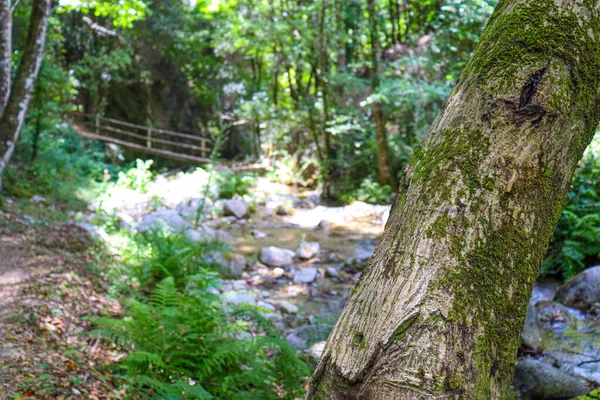 Dřevěný Most Lese Plný Stromů Řeky Pěšinkou — Stock fotografie