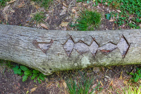tree trunk engraved in the wood with symbols