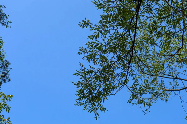 Ponto Vista Árvores Verdes Com Céu Para Cima — Fotografia de Stock