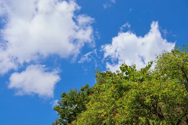 Point of view of green trees with the sky behind upwards.