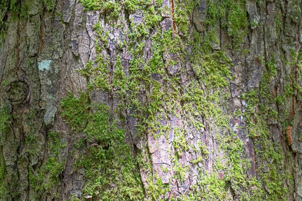 Textura Corteza Árbol Con Musgo Cerca — Foto de Stock