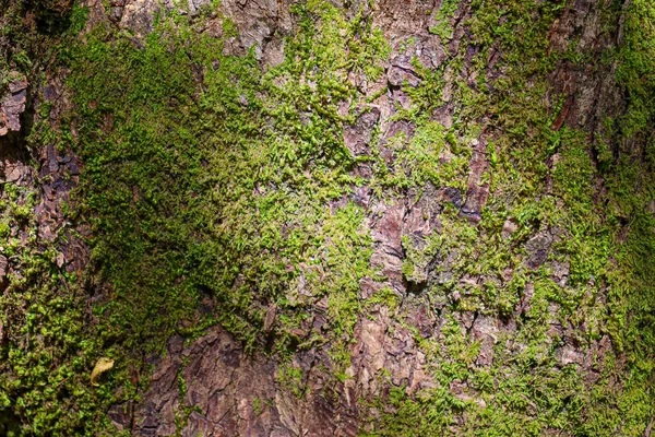 Texture Écorce Arbre Avec Mousse Gros Plan — Photo