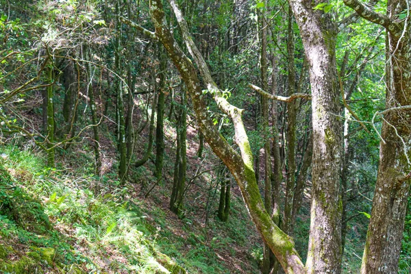 Высокий Зеленый Буковый Лес Европы Небом Позади — стоковое фото