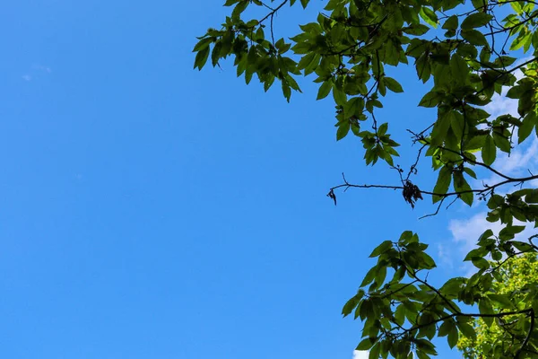 Ponto Vista Árvores Verdes Com Céu Para Cima — Fotografia de Stock