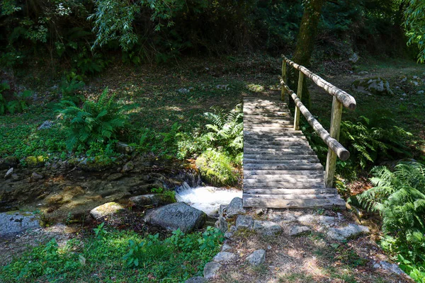 歩道のある木々や川に囲まれた森の中の木製の橋 — ストック写真