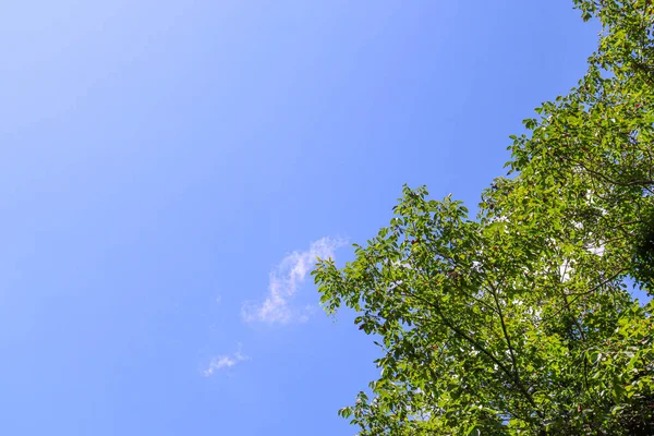 Точка Зрения Зеленые Деревья Небом Позади Вверх — стоковое фото