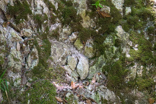 Textura Rocha Fechar Com Musgo Verde Raízes Pedra Rachada Alta — Fotografia de Stock