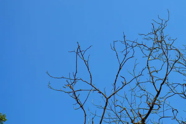 Ponto Vista Árvores Verdes Com Céu Para Cima — Fotografia de Stock