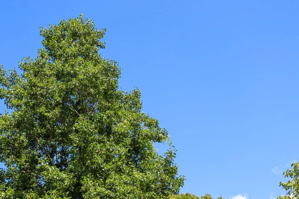 Point View Green Trees Sky Upwards — Stock Photo, Image