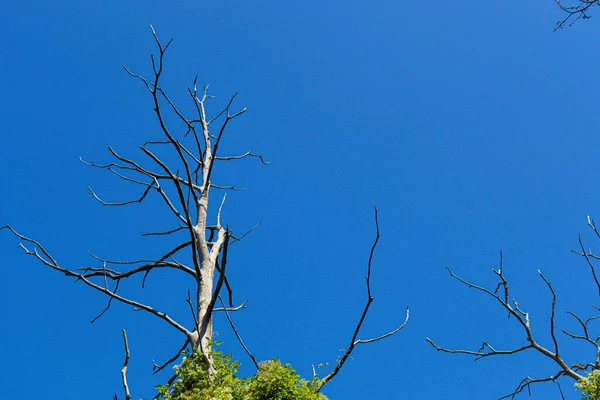 Ponto Vista Árvores Verdes Com Céu Para Cima — Fotografia de Stock