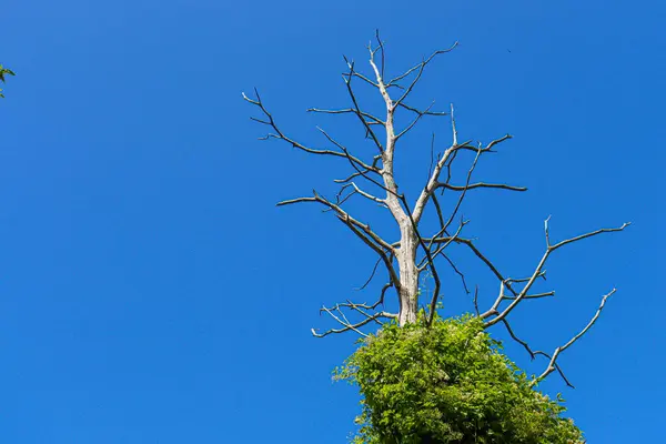 Ponto Vista Árvores Verdes Com Céu Para Cima — Fotografia de Stock