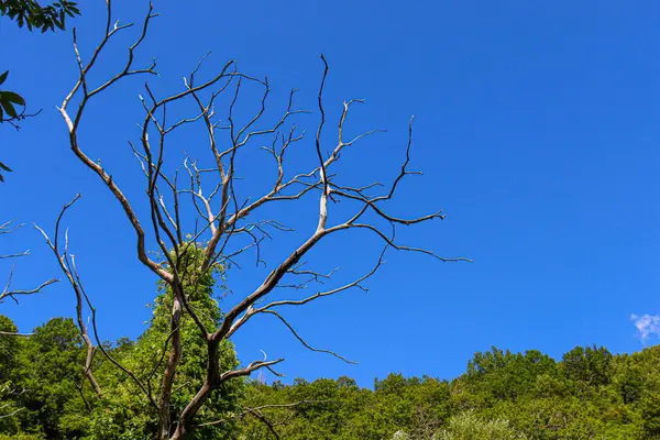 Ponto Vista Árvores Verdes Com Céu Para Cima — Fotografia de Stock