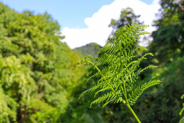 Helecho Verde Las Montañas Con Fondo Borroso —  Fotos de Stock