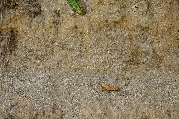 Texture Mur Sable Avec Des Racines Arbre — Photo