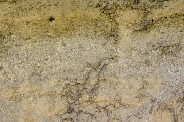 Texture Mur Sable Avec Des Racines Arbre — Photo