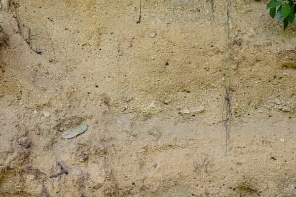 Texture Mur Sable Avec Des Racines Arbre — Photo