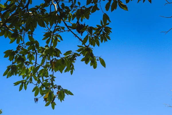 Ponto Vista Árvores Verdes Com Céu Para Cima — Fotografia de Stock