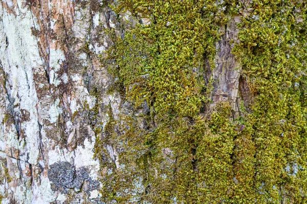 Textura Casca Árvore Com Musgo Perto — Fotografia de Stock