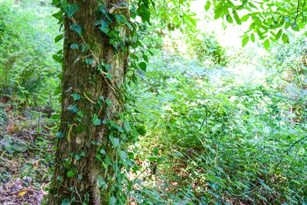 Tekstur Kulit Pohon Dengan Lumut Dan Tanaman Pendakian Menutup Stok Gambar